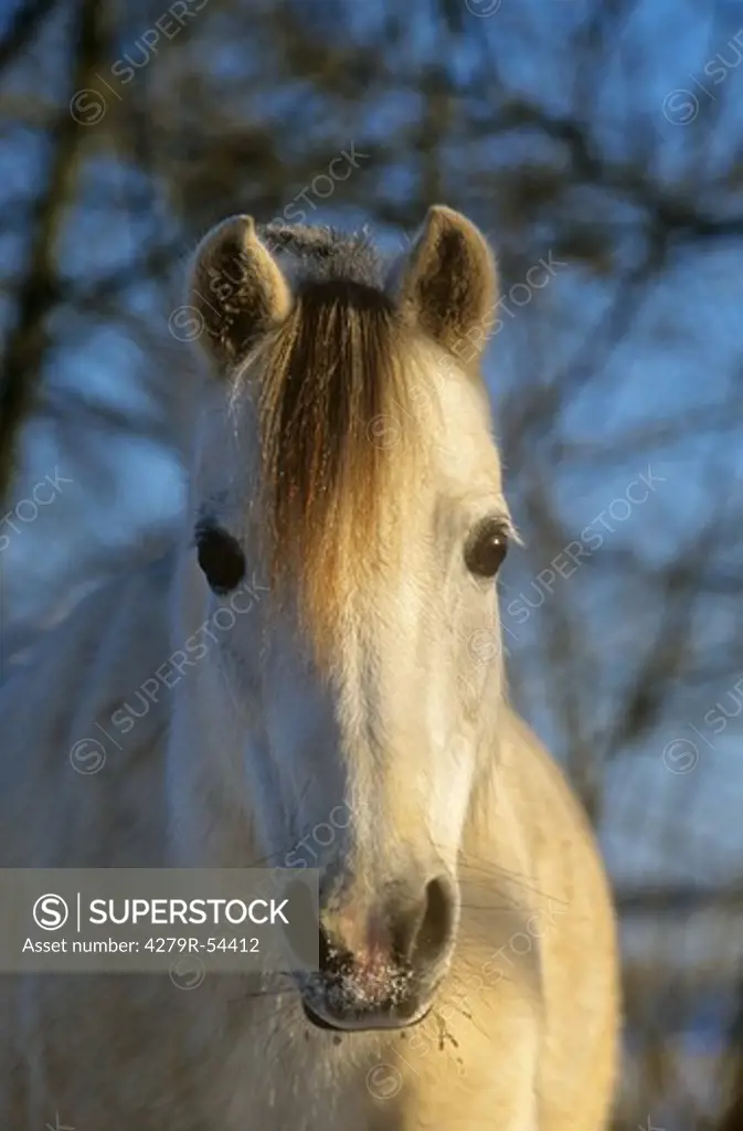 welsh pony portrait