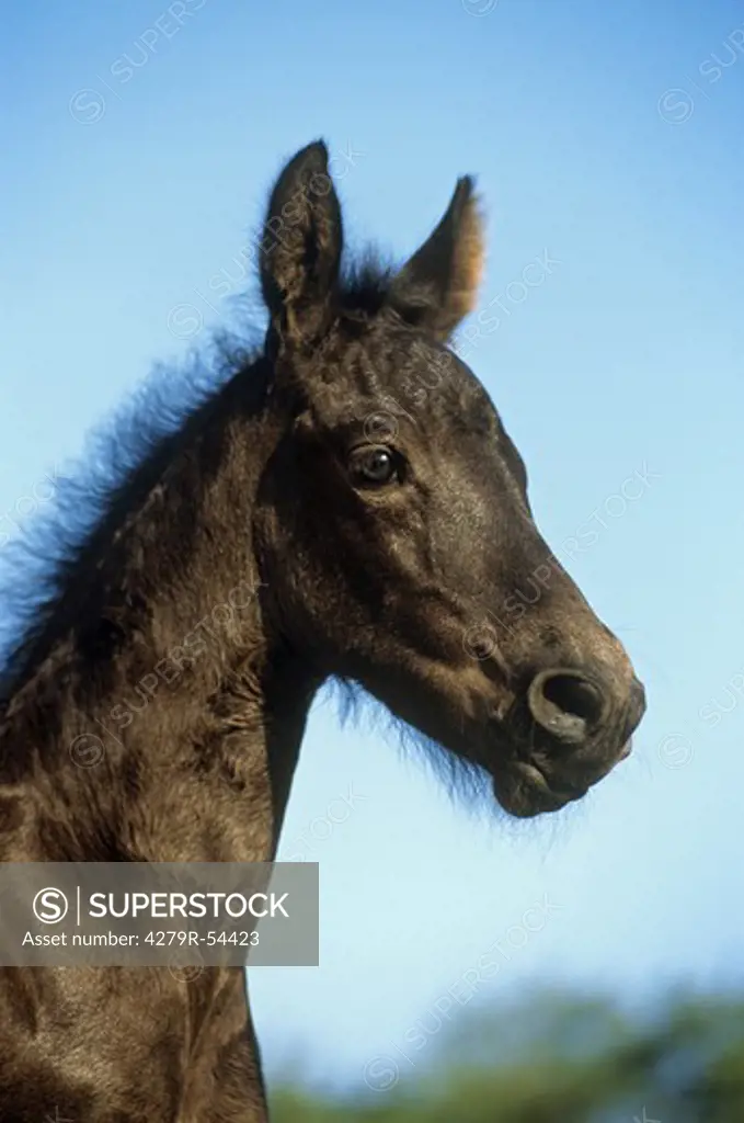 friesian horse foal - portrait