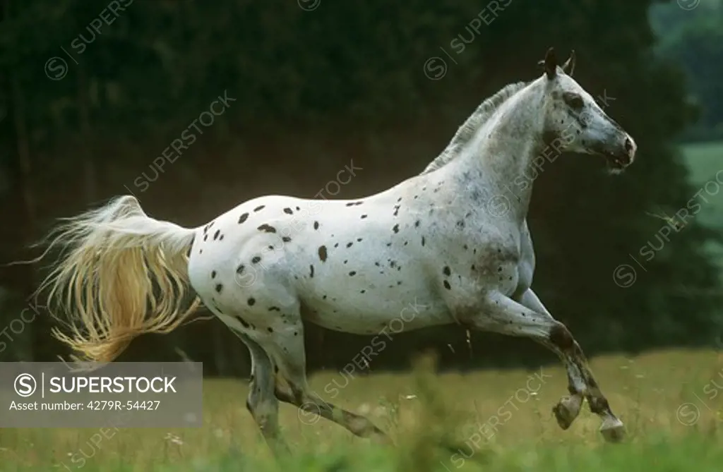 Appaloosa - galloping on meadow