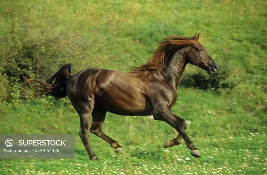 morgan horse - galloping on meadow
