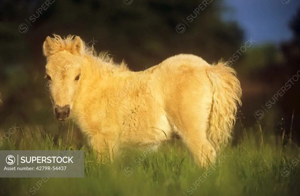Mini Shetland Pony foal - standing on meadow