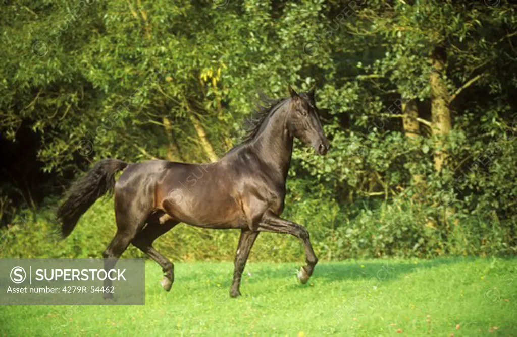 American Saddlebred Horse - trotting on meadow
