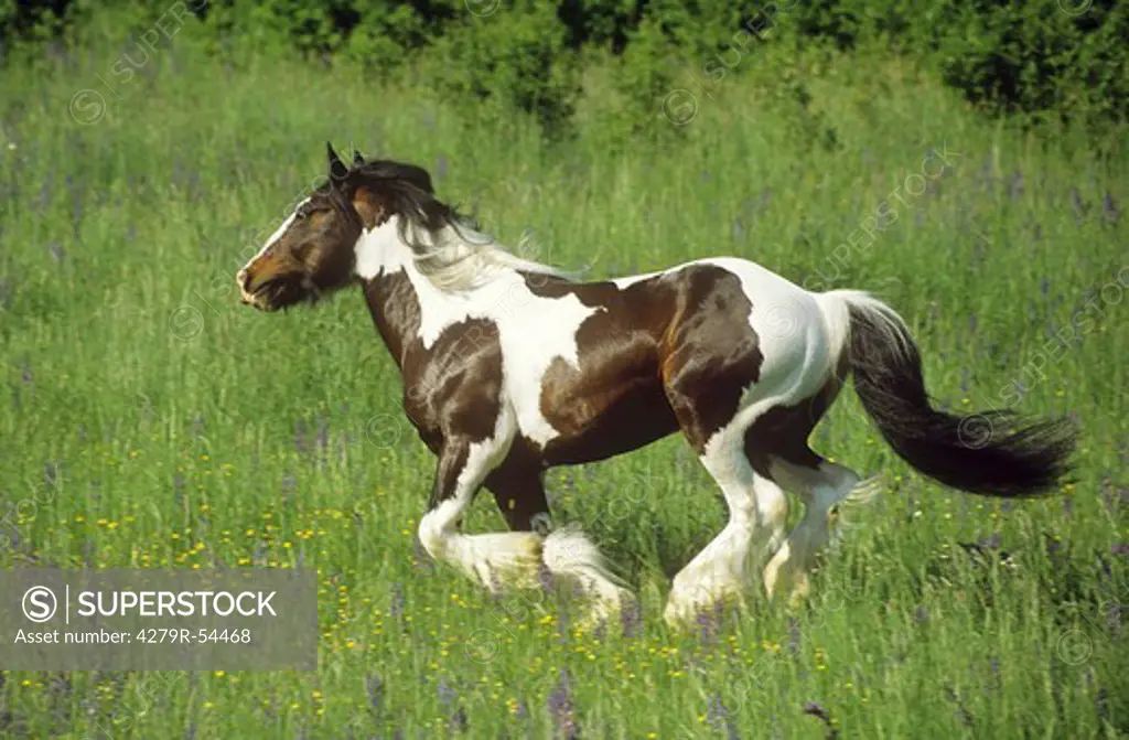 tinker pony - galloping on meadow