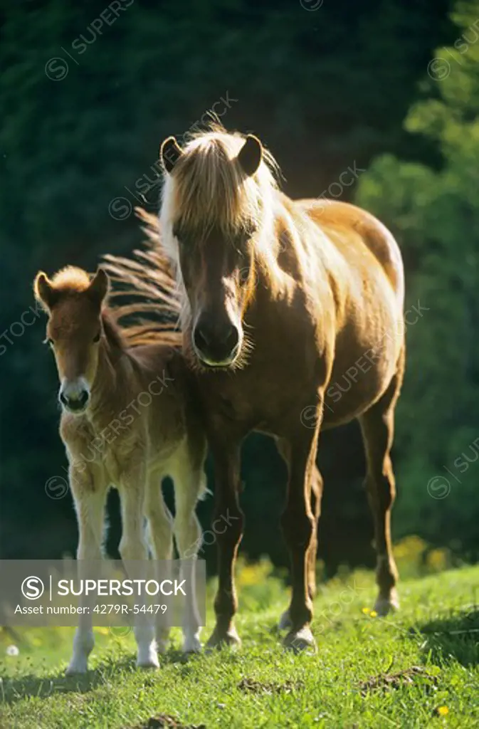 Icelandic horse mare with foal - standing on meadow