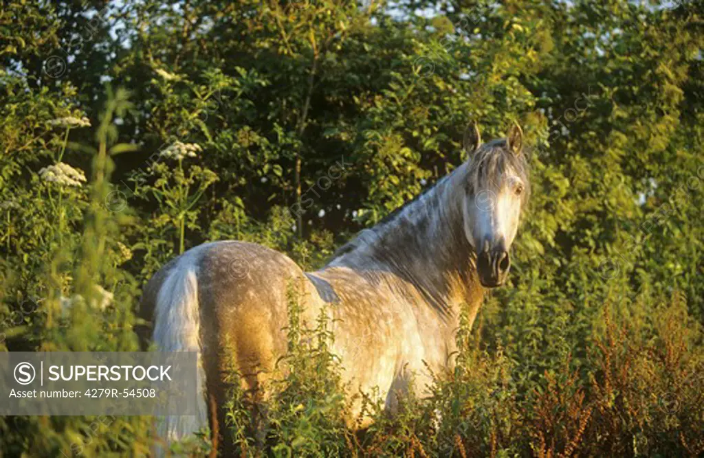 andalusian horse - standing