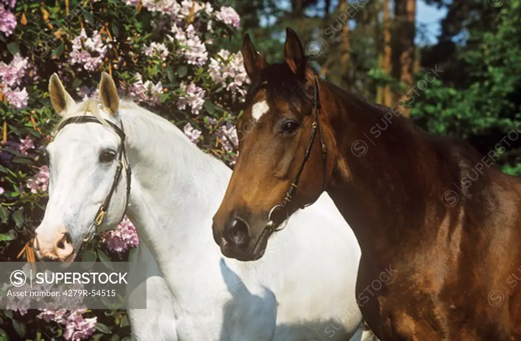 two Hanoverian horses - portrait