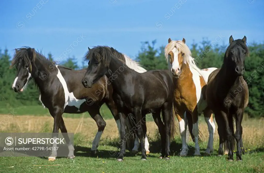 four icelandic horses - standing on meadow