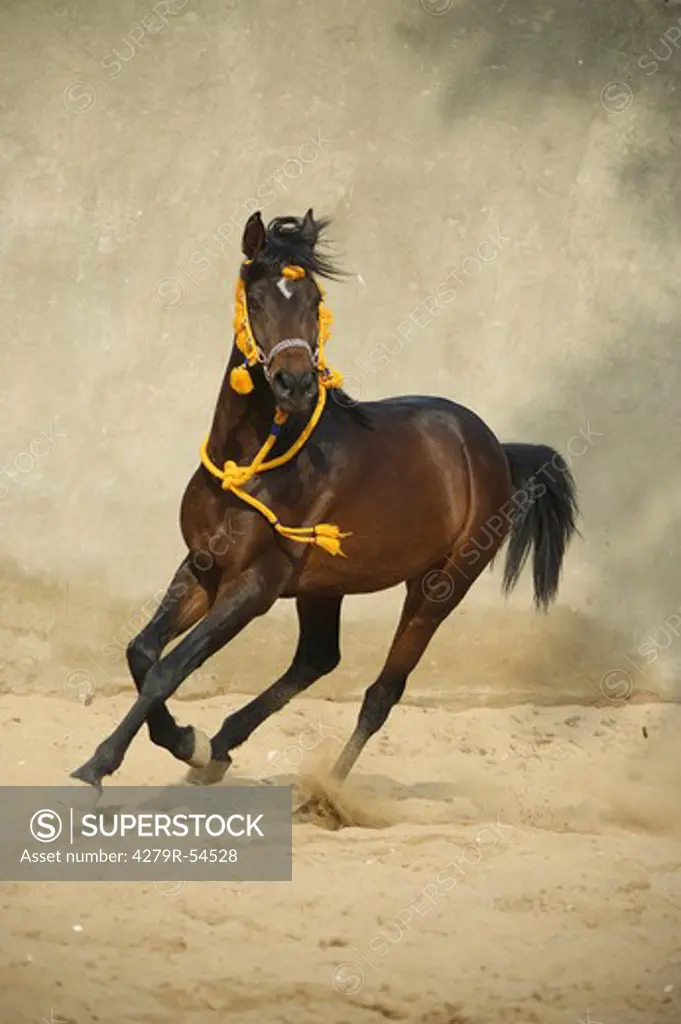 Arabian horse - running