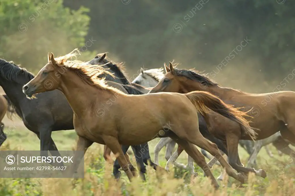 Arabian horses - herd on meadow