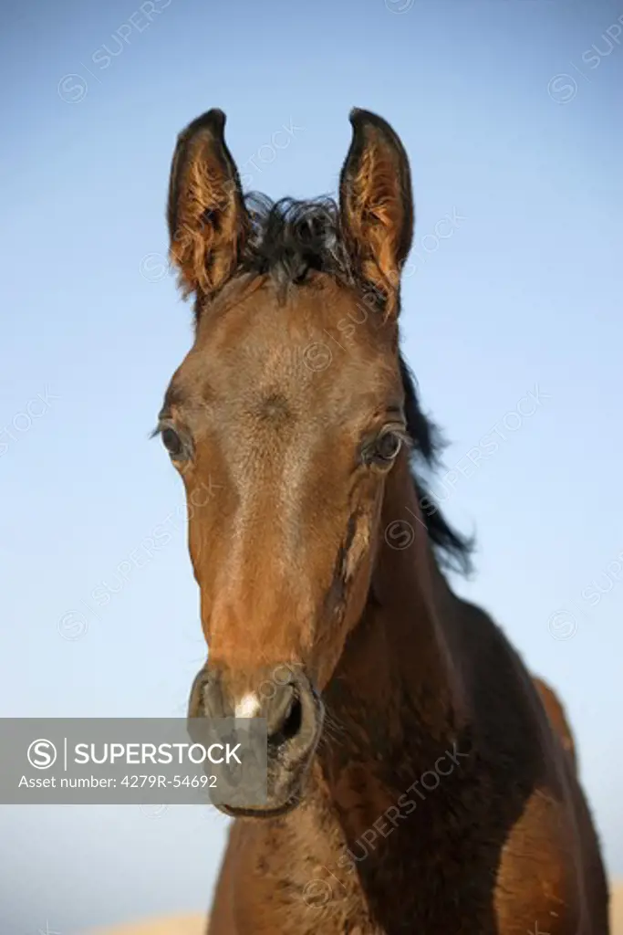 Arabian horse - foal - portrait
