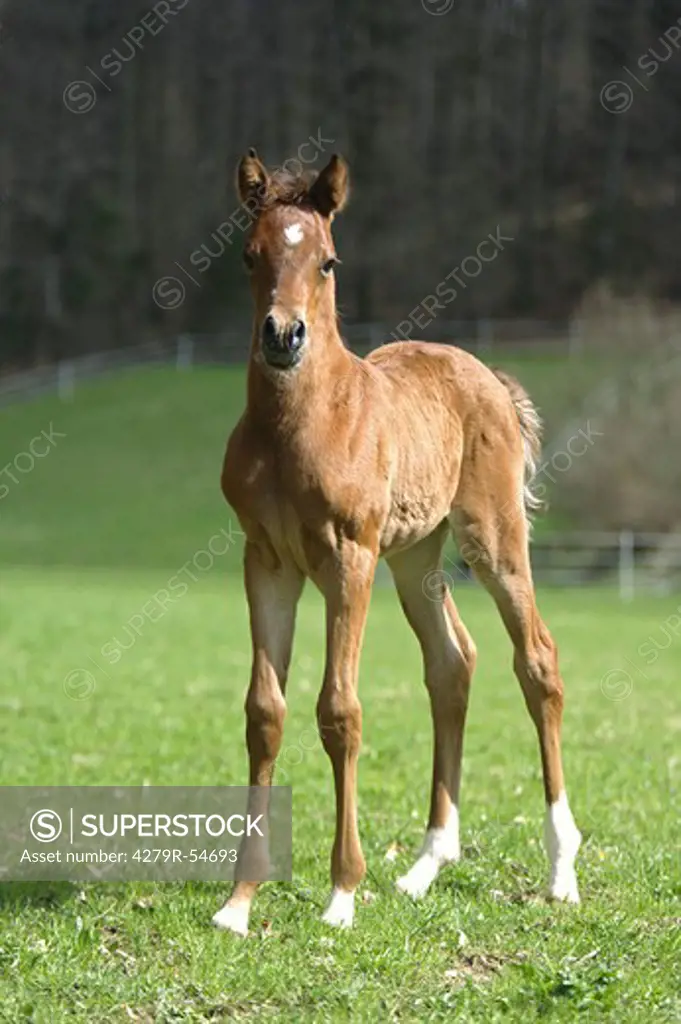 Arabian horse - foal standing on meadow