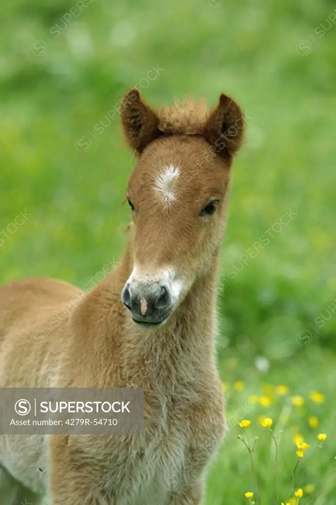 Icelandic horse - foal