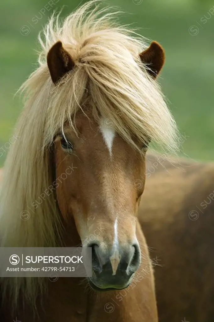 Icelandic horse - portrait