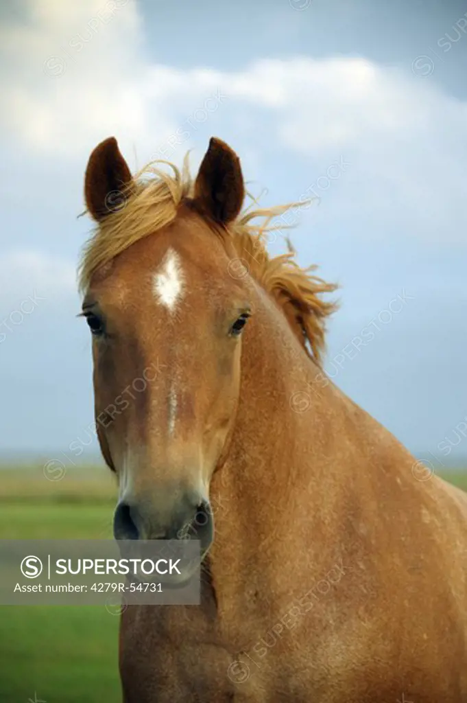 jutland horse - portrait