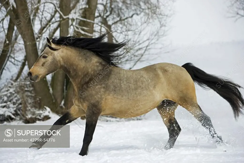Connemara - galloping in snow