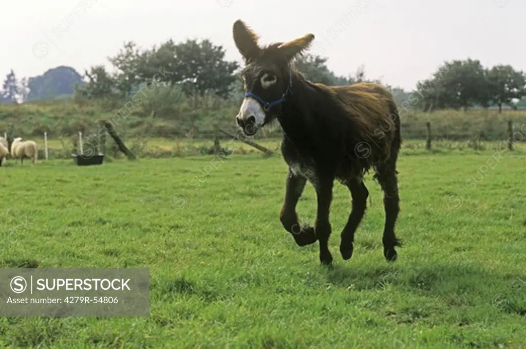 Poitou donkey - standing - munching