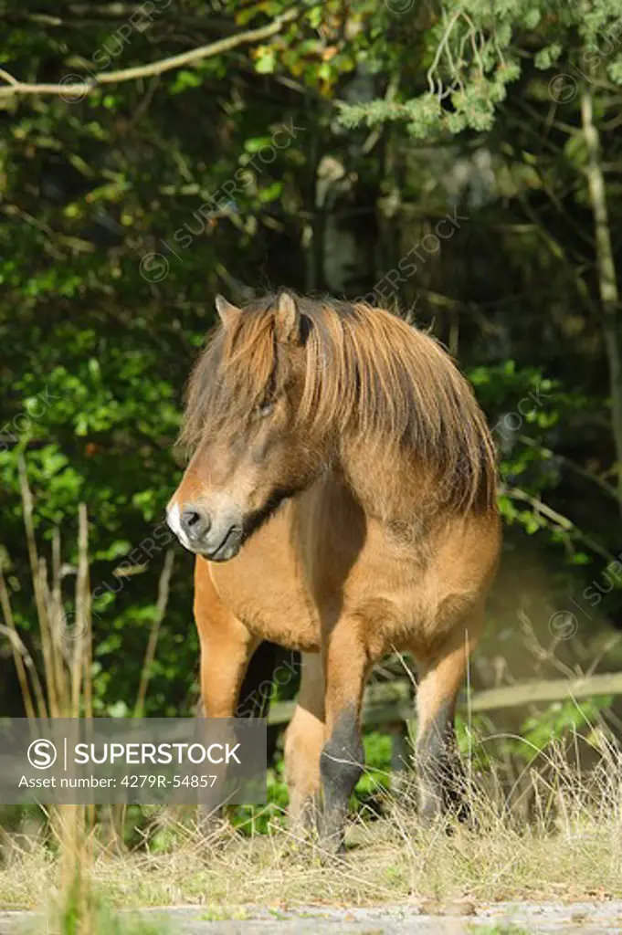 icelandic horse - standing on meadow