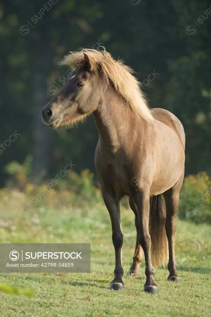 icelandic horse - standing on meadow