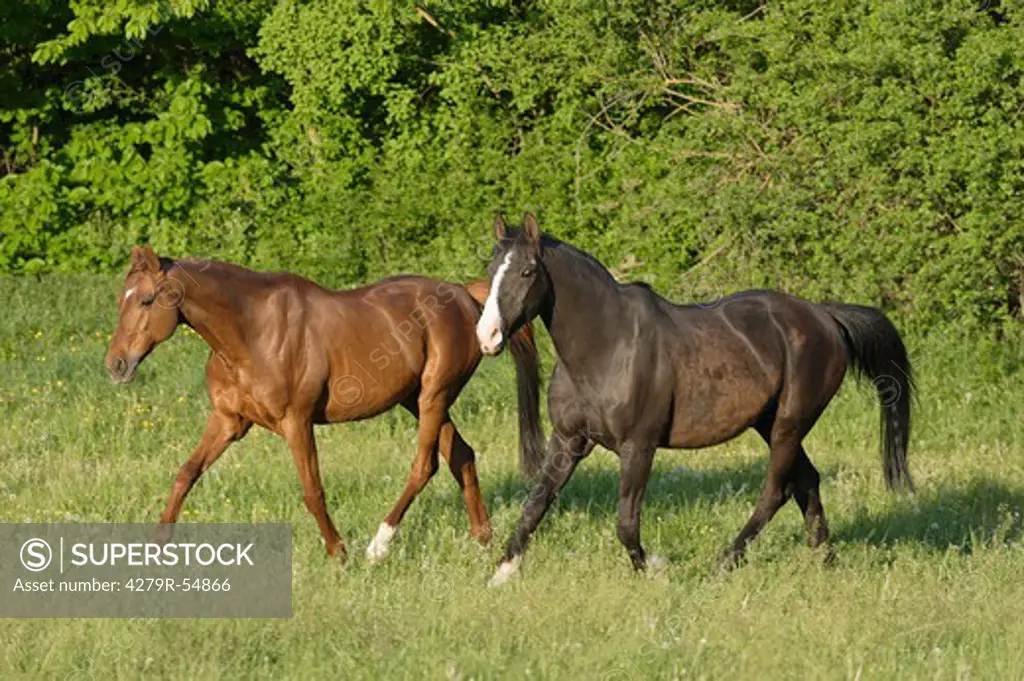 two horses - walking on meadow