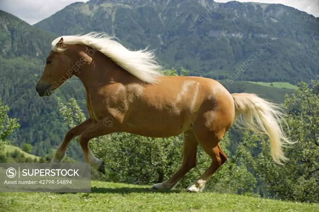 haflinger - galloping on meadow