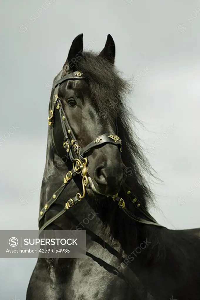 Friesian horse - portrait