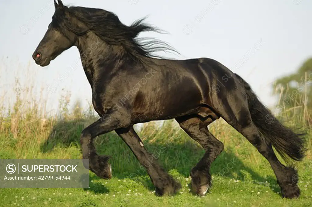 Friesian horse - running on meadow