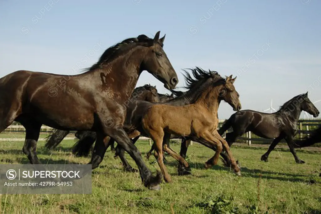Friesian horses - mares with foal galloping on meadow