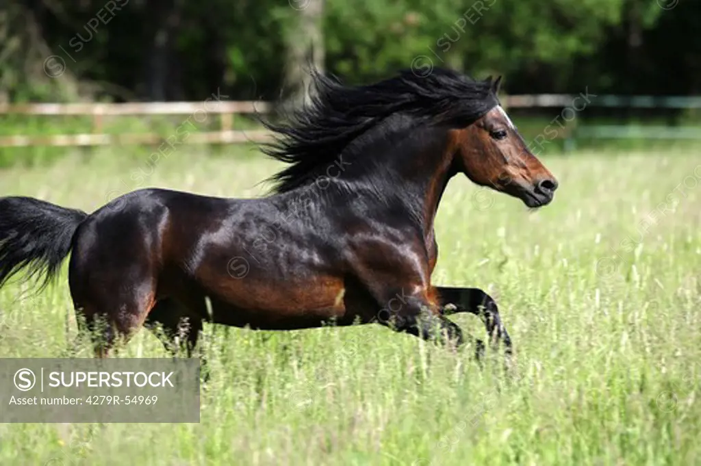 dartmoor pony - running on meadow