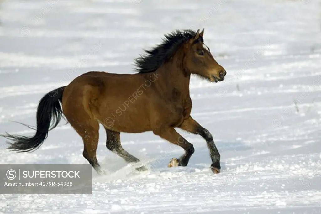 german riding horse - running in snow