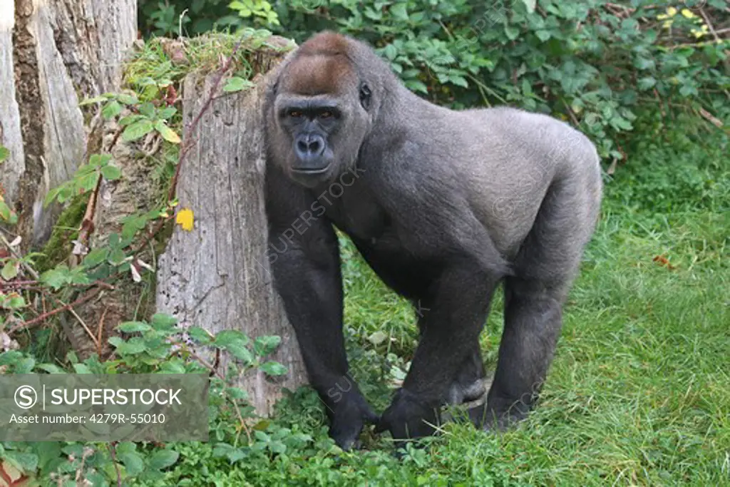Western lowland gorilla - standing , Gorilla gorilla gorilla