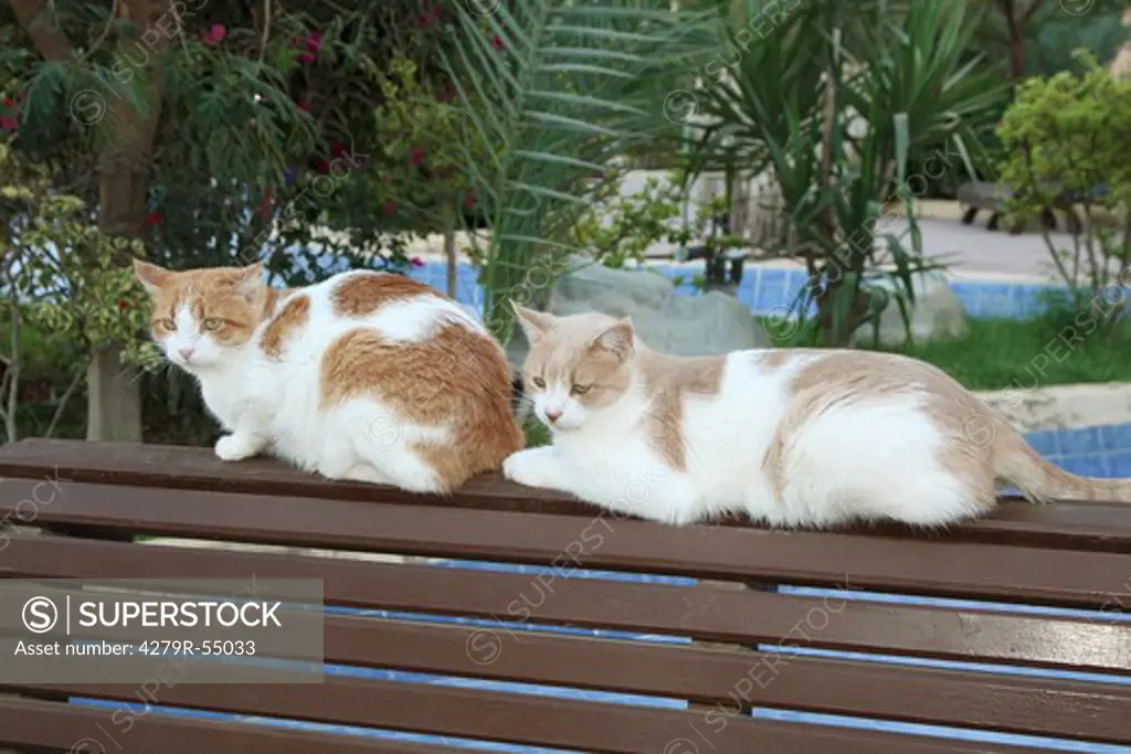 two domestic cats - lying on bench