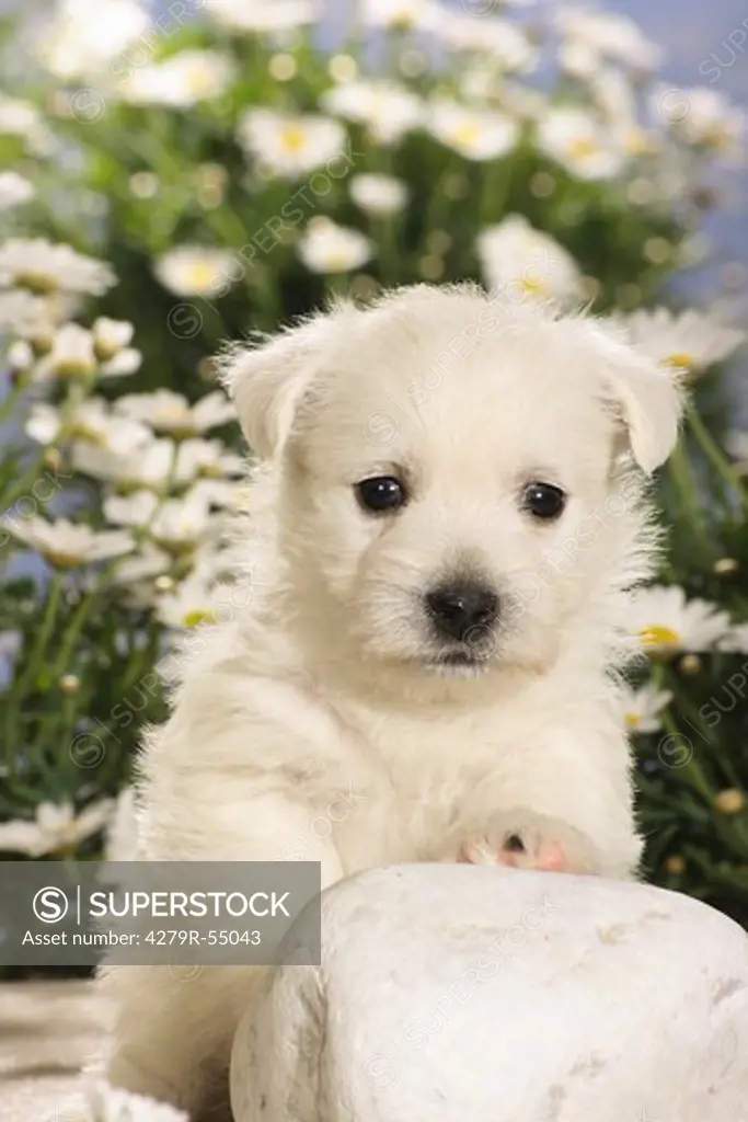 Westhighland White Terrier - puppy sitting