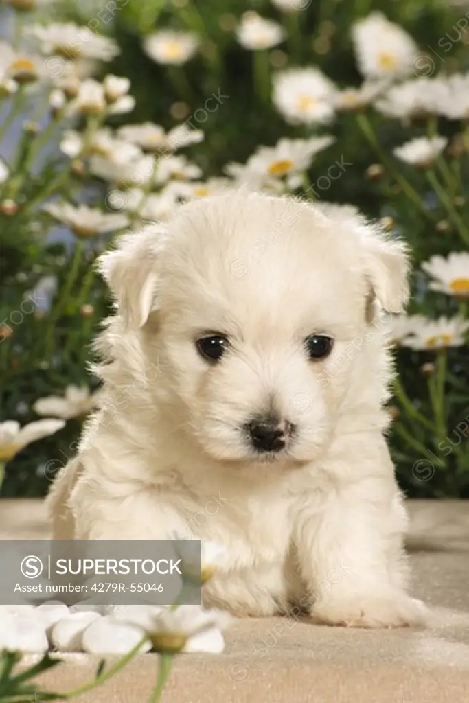 Westhighland White Terrier - puppy in front of flowers