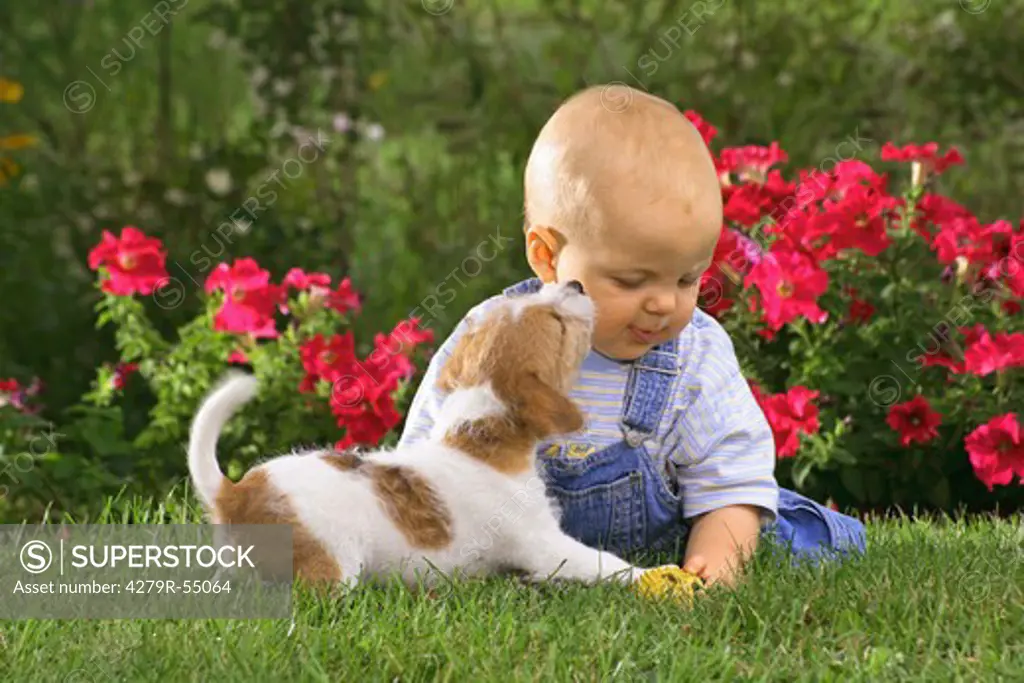 small boy and Jack Russell Terrier on meadow