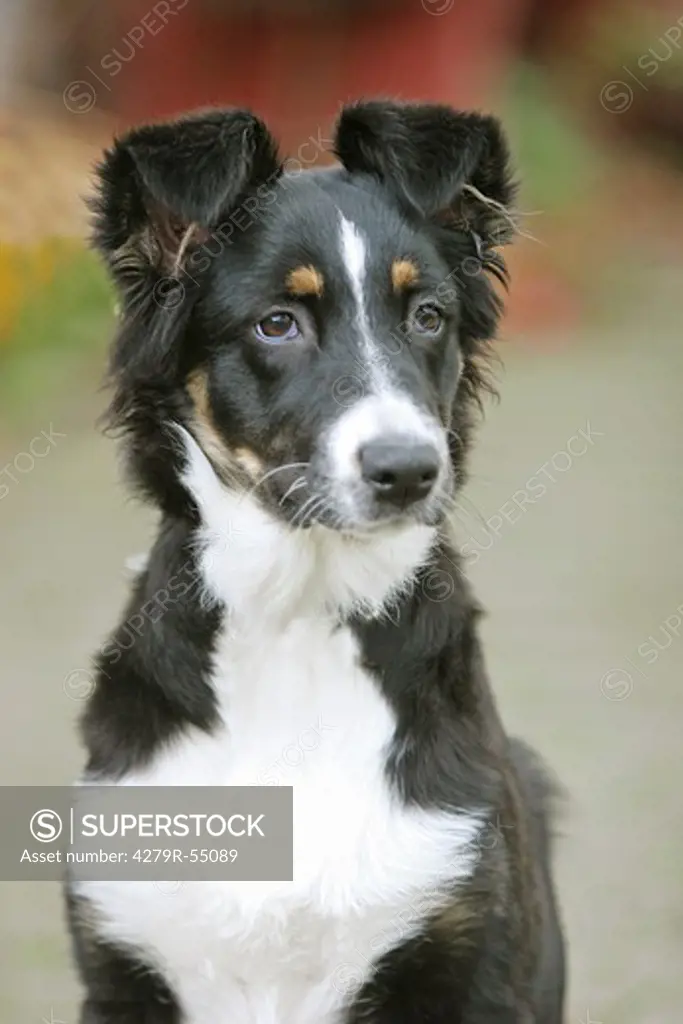 half breed dog - portrait