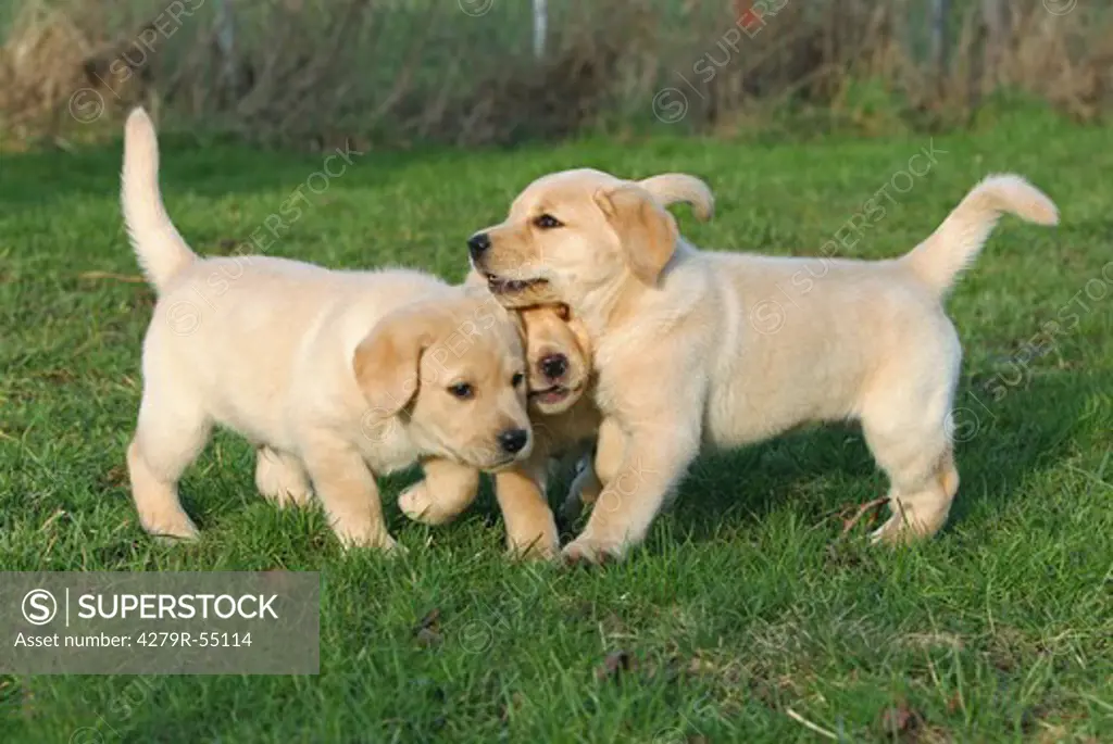 three Labrador Retriever puppies on meadow