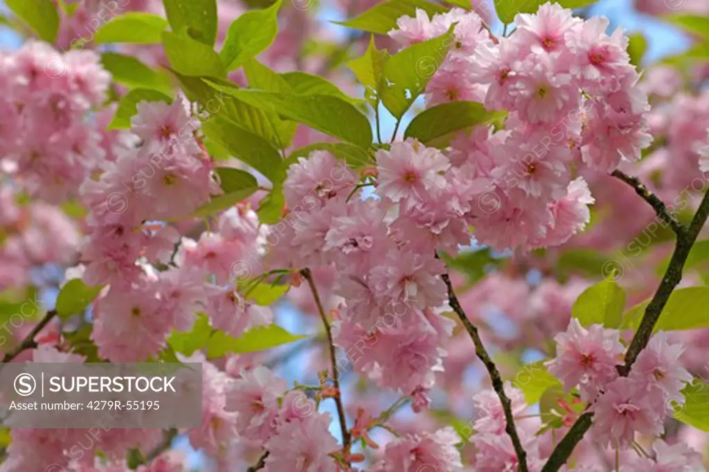 peach tree - blossoms