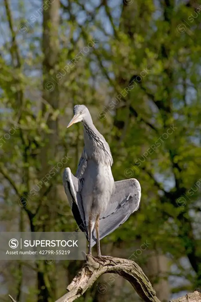 Grey Heron - standing on twig , Ardea cinerea