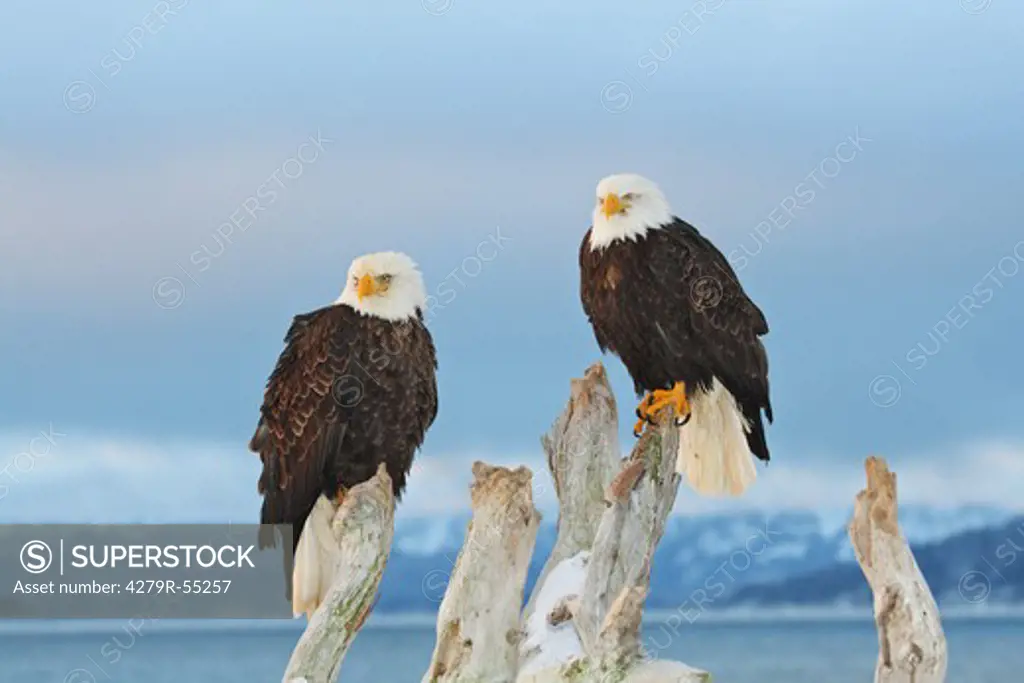 two Bald eagles - sitting on root