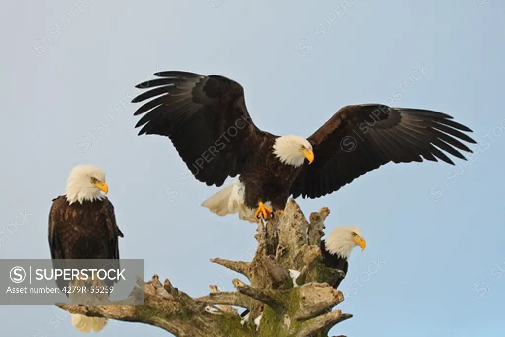 three Bald eagles , Haliaeetus leucocephalus