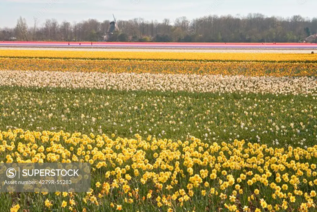 fields of daffodils