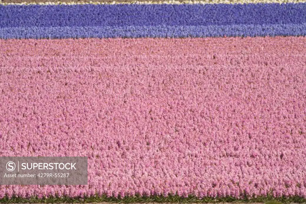 fields of hyacinths