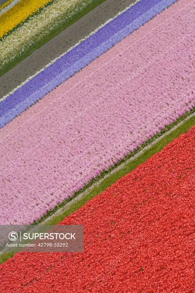 fields of tulips and hyacinths