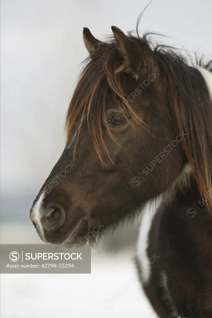 lewitz pony - portrait