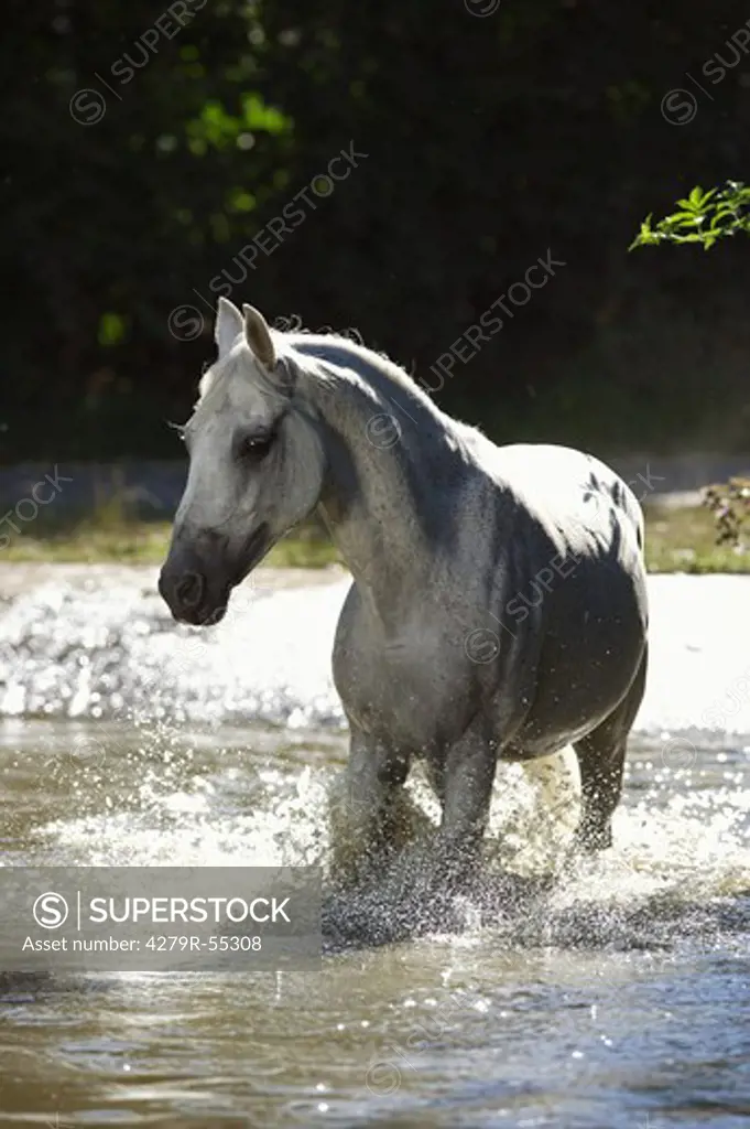 Lipizzan horse - trotting in water