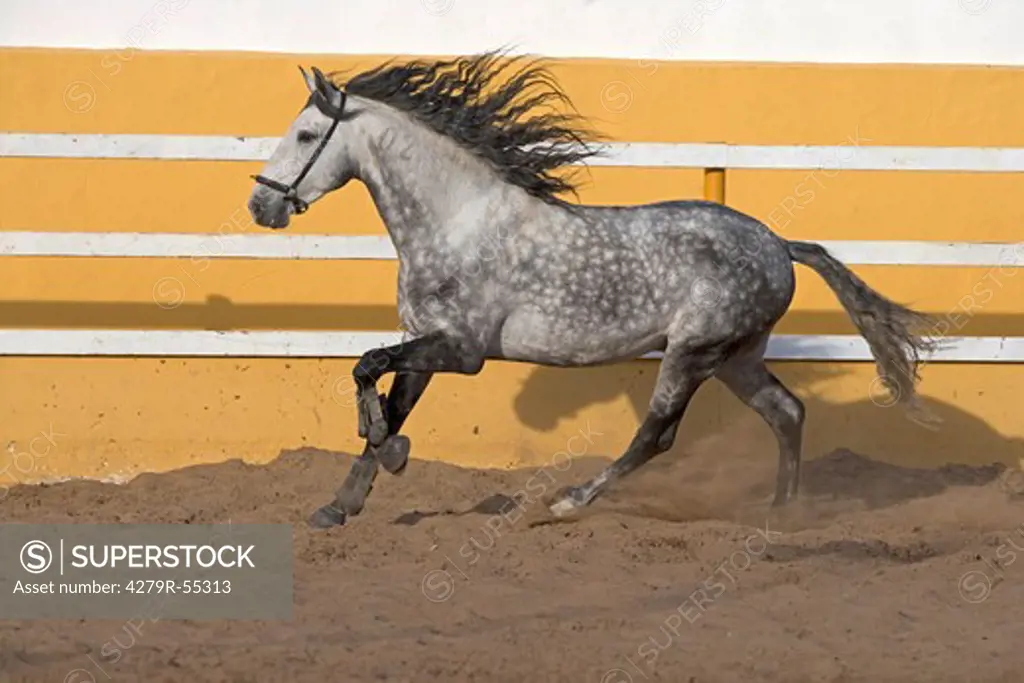 lusitano horse - galloping on sand