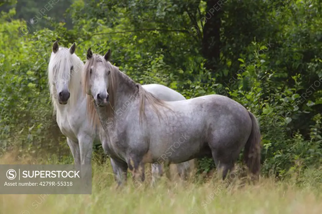 two lusitano stallions - standing on meadow