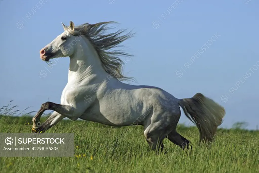 lusitano horse - galloping on meadow