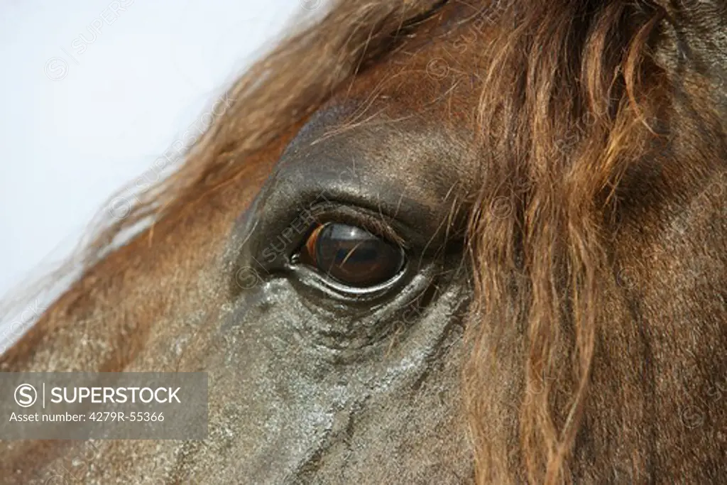 lusitano horse - portrait - eye