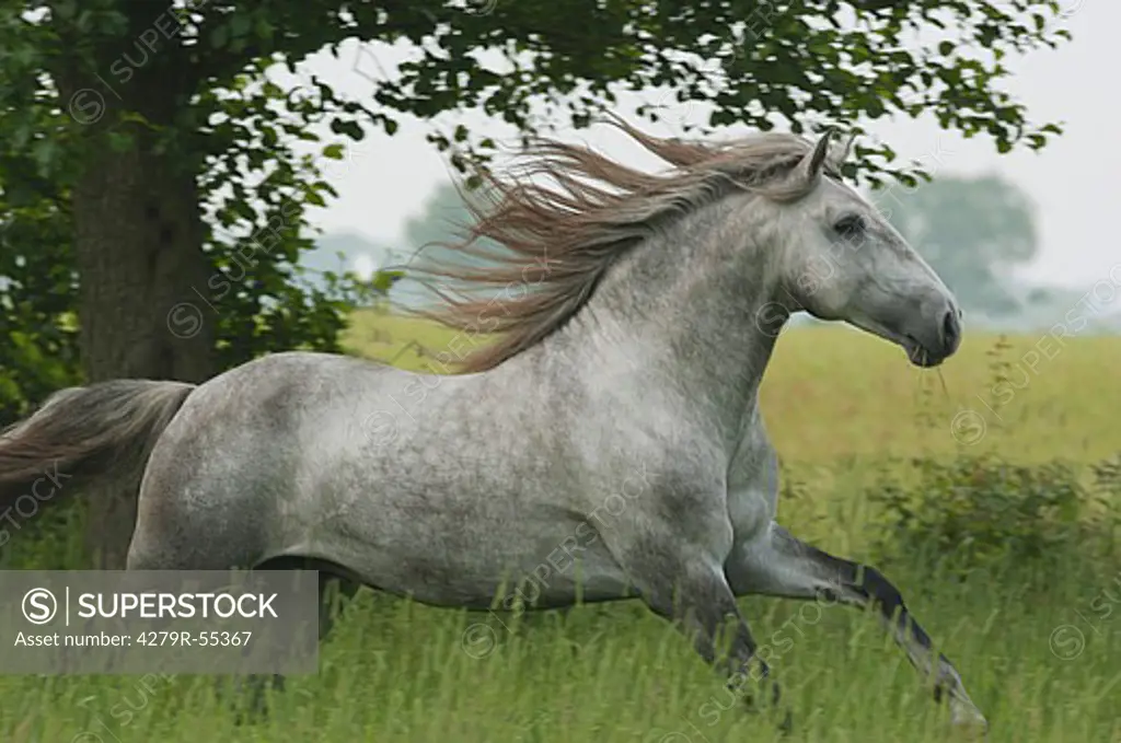 lusitano horse - galloping on meadow